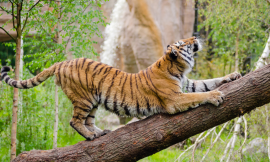 Discovering 6 World-Famous Zoos