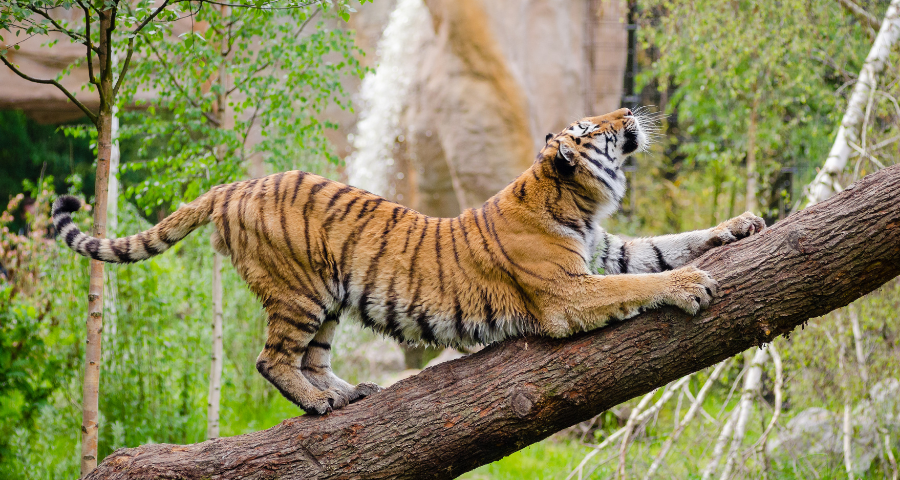 Read more about the article Discovering 6 World-Famous Zoos