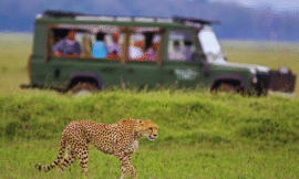 Best African Safaris for Adventure Seekers: Unforgettable Experiences in the Wild